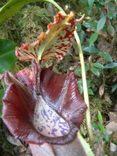 Nepenthes naga    5 semi 