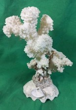 Grossa madrepora, corallo bianco