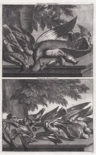 Uccelli Piccioni Anatre