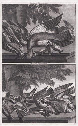 Uccelli piccioni anatre - uccelli,