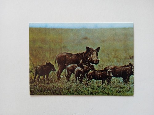 Figurina farfalle mammiferi - figurina,