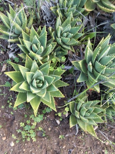 Aloe brevifolia pianta - brevifolia, –