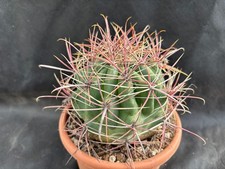 FEROCACTUS TIBURONENSIS SONORA