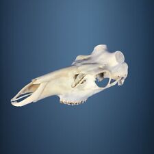 455SKU Teschio di cervo