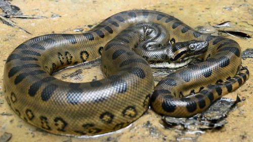 Ritratto naturale anaconda - ritratto,