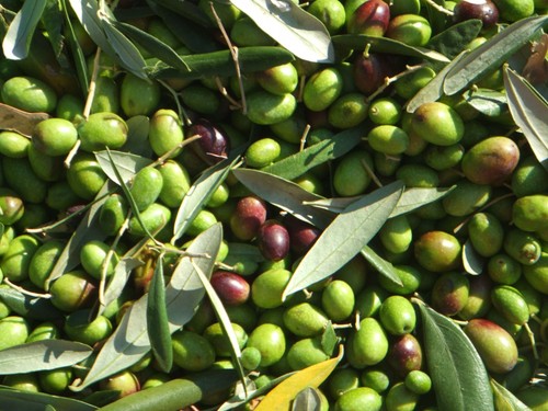 Pianta ulivo coratina - pianta,