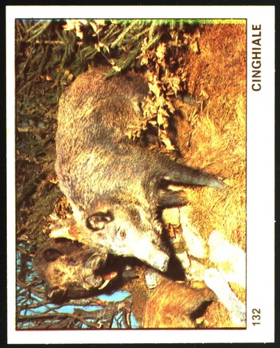 Mondo degli animali - il,