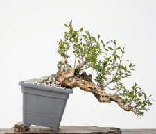 Bonsai di Melograno