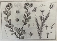 MAARTEN HOUTTUYN DEEL PLAAT XXXII BOTANICA PIANTE MARGHERITA CAMOMILLA DAISY 759