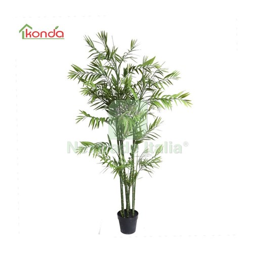 4pz pianta bambu - pianta,