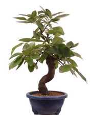 Bonsai di - Pseudocydonia