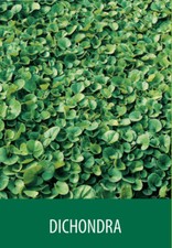 SEMI TAPPETO ERBOSO PRATO DICHONDRA 500 grammi