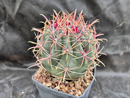 Ferocactus grandiflorus - ferocactus,
