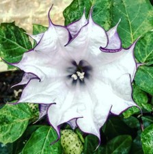 Datura Doppio Metel Viola