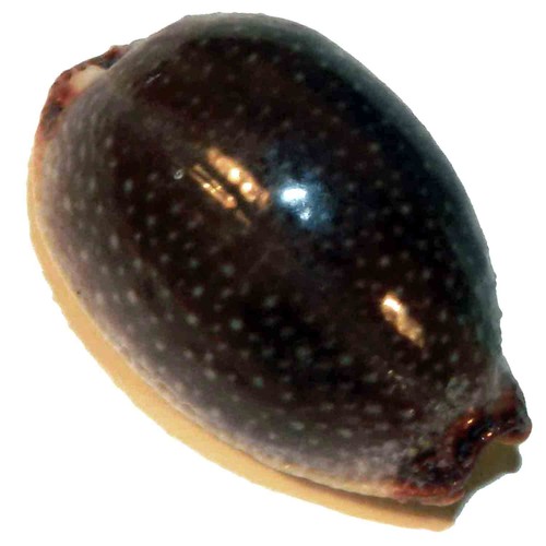 Cypraea staphylaea 20 - mm,
