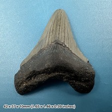 Authentic Carcharodon