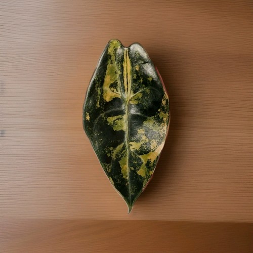 Alocasia sedenii aurea - alocasia,