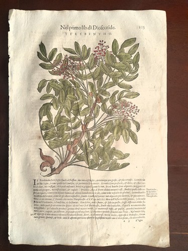 Mattioli matthioli erbario - erbario, a