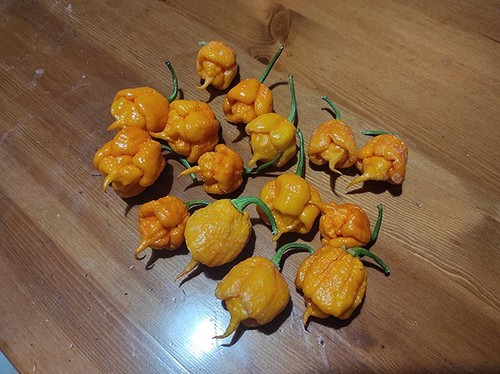 Peperoncino capsicum carolina - capsicum,