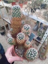 Mammillaria sp rep 0939 Tepexco. H 15 cm Cactus Rare Piante Grasse