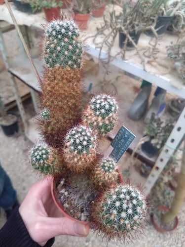 Mammillaria rep 0939 - sp,