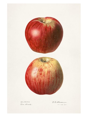 Poster botanico mela rossa - poster,