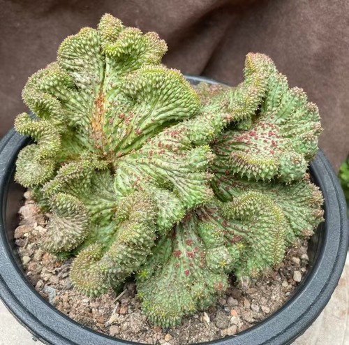 Vendita raro gancio - vendita, cactus