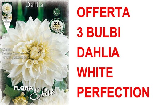 Offerta bulbi dahlia - offerta, 3