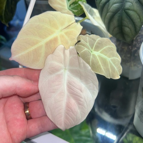 Variegated alocasia corm - alocasia,