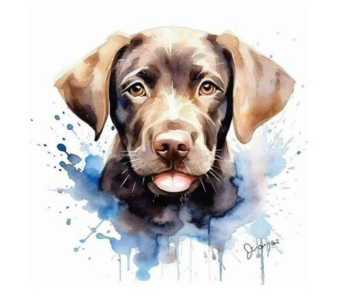 Cioccolato labrador retriever - cioccolato,