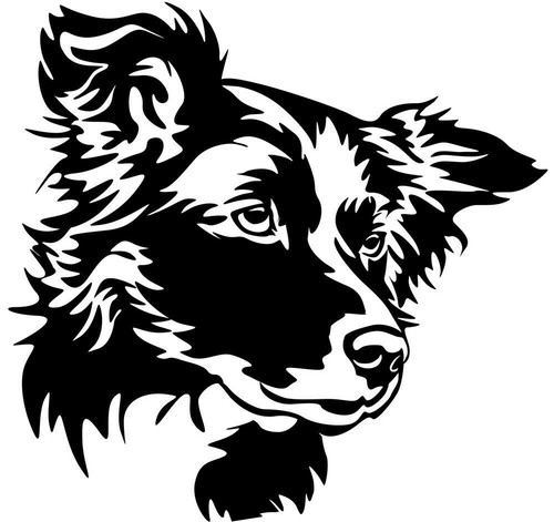Adesivo border collie - border,