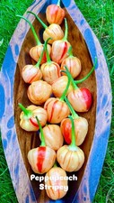 Semi di peperoncino Peppapeach Stripey bellissimo peperoncino a righe Capsicum Baccatum