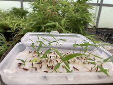 Bambù 1300 Semi di Bamboo,Phillostachys Edulis Gigante Moso Raccolto  9/2024 Doc