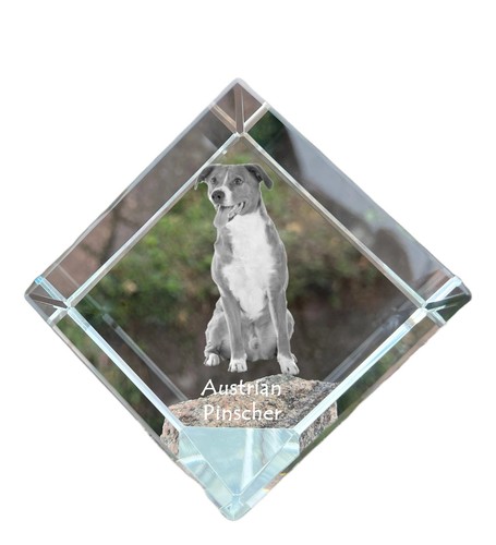 Austriaco pinscher cubi - pinscher,