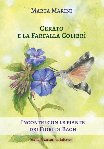 Cerato farfalla colibrì - cerato, e