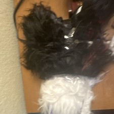 Border collie New with