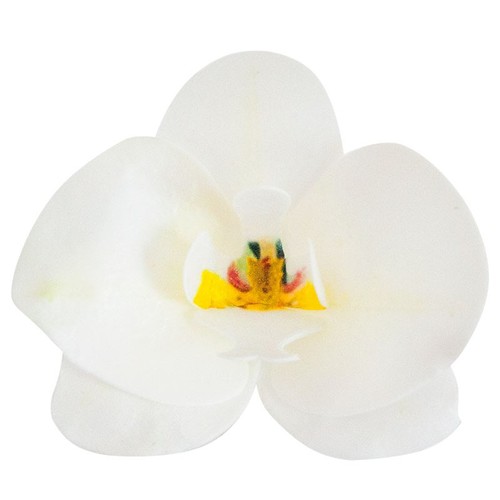 Orchidea bianca fiore - orchidea,