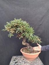 Bonsai Di Quercus (Quercia)