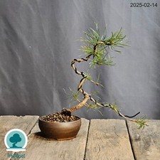 Pino Scozzese Bonsai Pinus