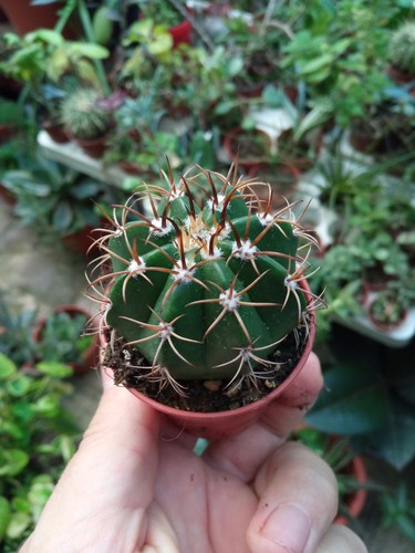 Melocactus matanzanus cms - melocactus,