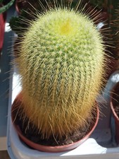 Notocactus Leninghausii planta suculenta raiz  maceta 8 cm