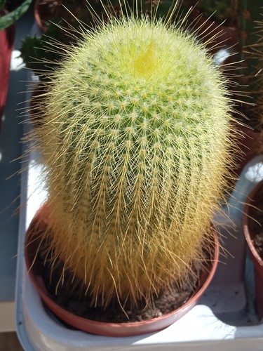 Notocactus leninghausii pianta - notocactus,