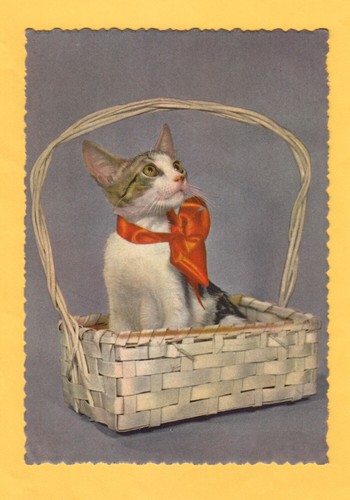 Cartolina gatto nel - , cesto