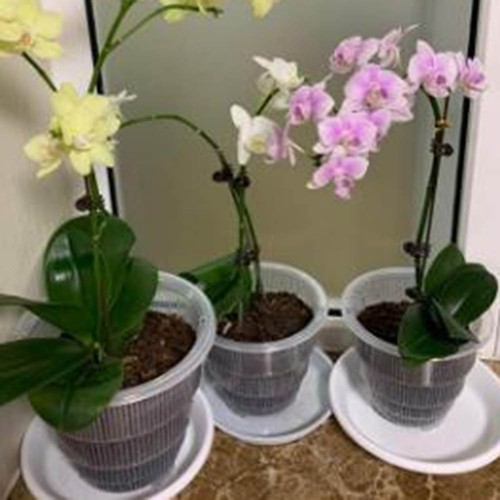 Vasi per orchidee - in, plastica