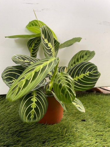 Maranta leuconera lemon - leuconera, lime