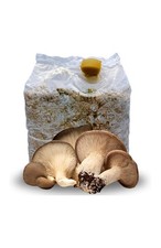 BALLETTA FUNGHI CARDONCELLI | CIRCA 4 KG