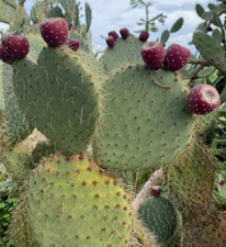 2 X OPUNTIA LEUCOTRICHA A