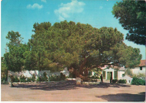 Sassari caprera albero - sassari,