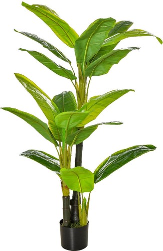 Vivagarden banano pianta - banano, in