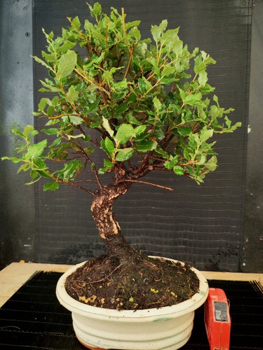 Bonsai quercia sughero - sughero, h